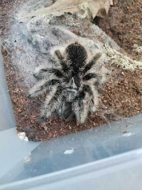 Tliltocatl albopilosum samice